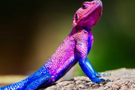 The,Mwanza,Flat-headed,Agama,On,Rock.,Serengeti,,Tanzania,In,Africa