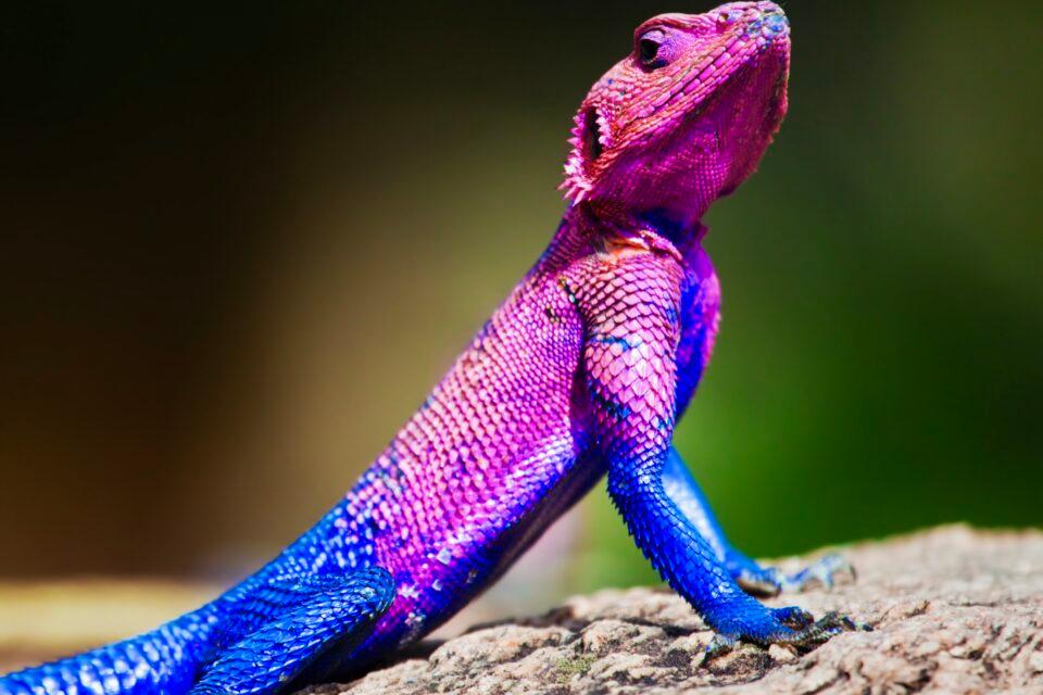 Mwanza Flat-headed Rock Agama
