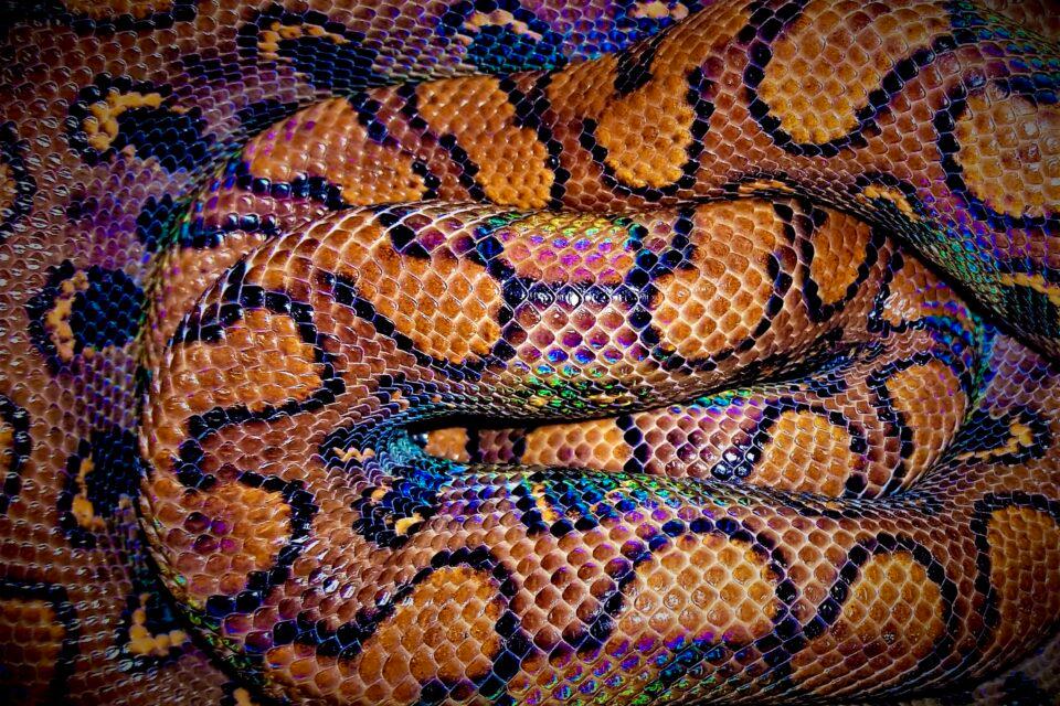 Rainbow Boa