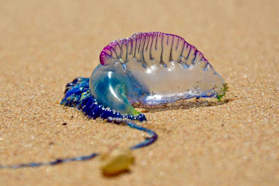 Portuguese Man O' War
