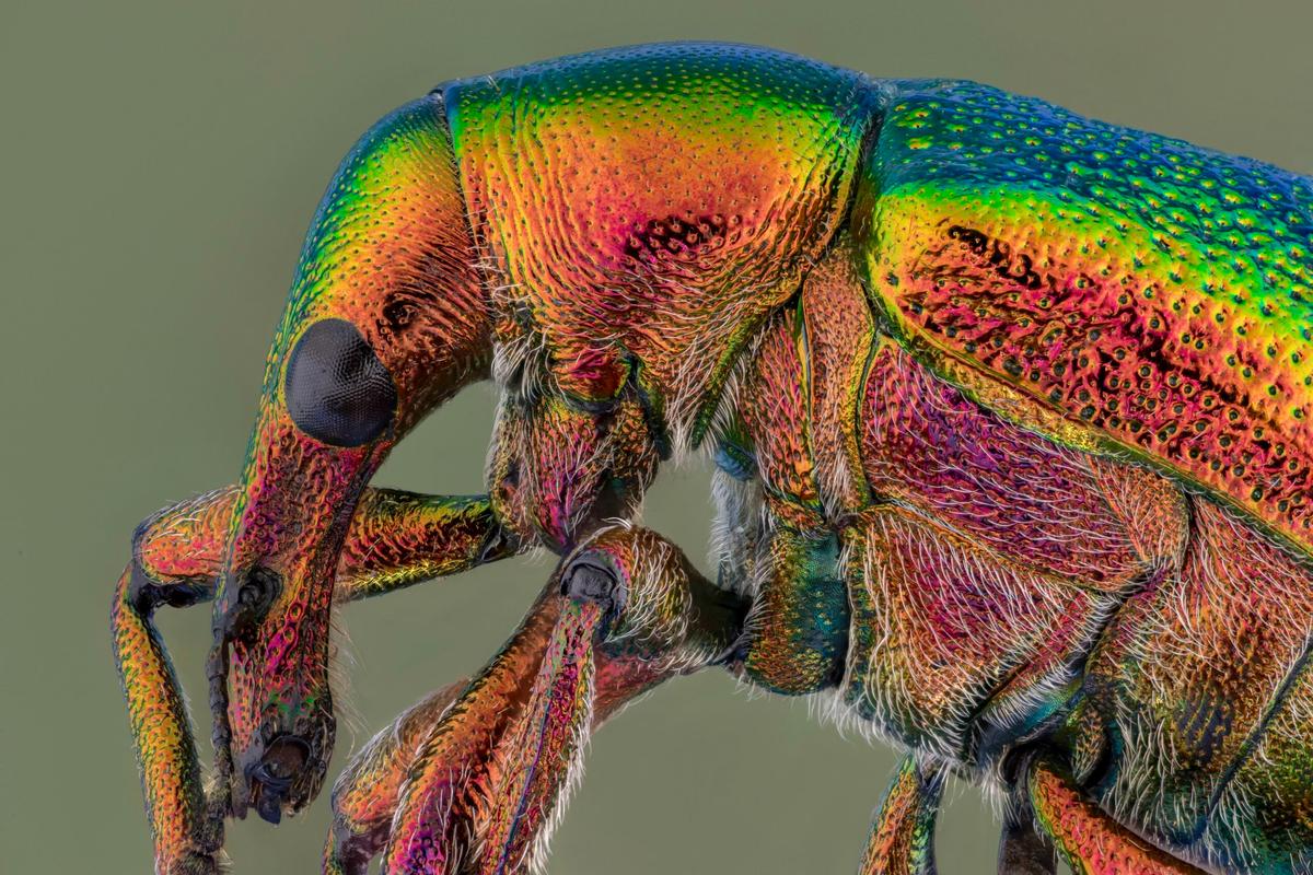 Leaf Rolling Weevil