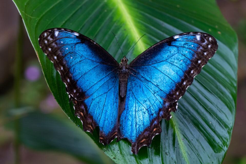 Blue Morpho Butterfly
