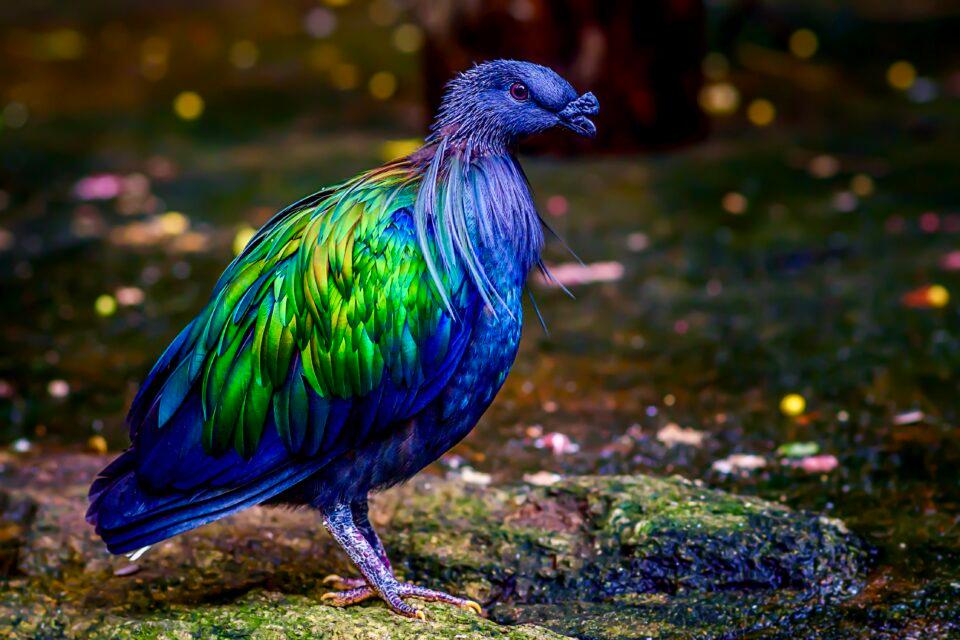 Nicobar Pigeon
