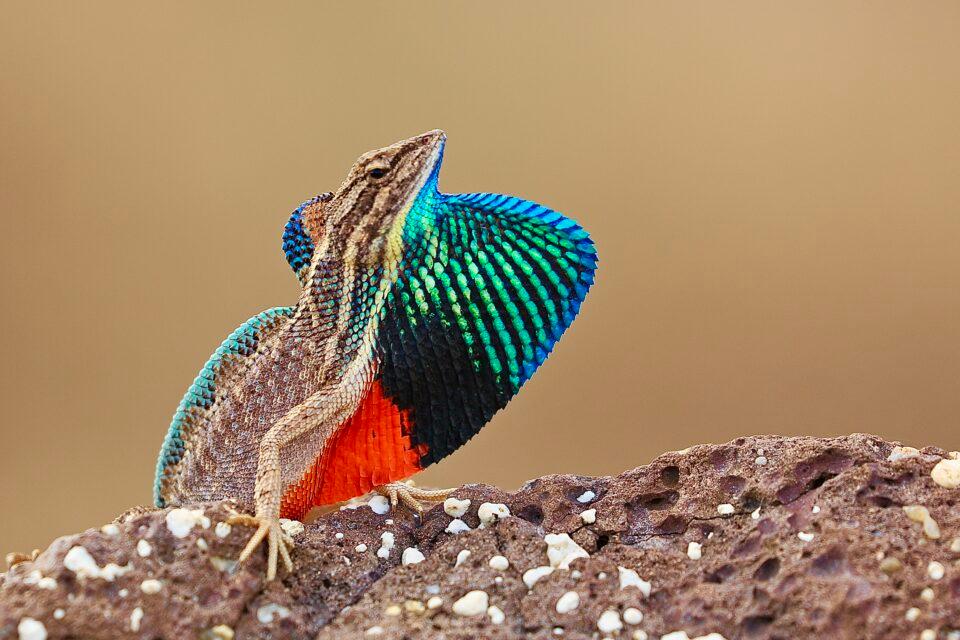 Fan-throated Lizard