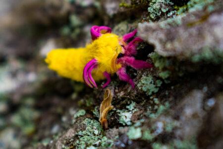 Rosy,Maple,Moth,Drying,Its,Wings,,Dryocampa,Rubicunda,,Saturniidae,Family,