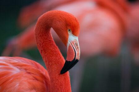 Flamingo,Isolated