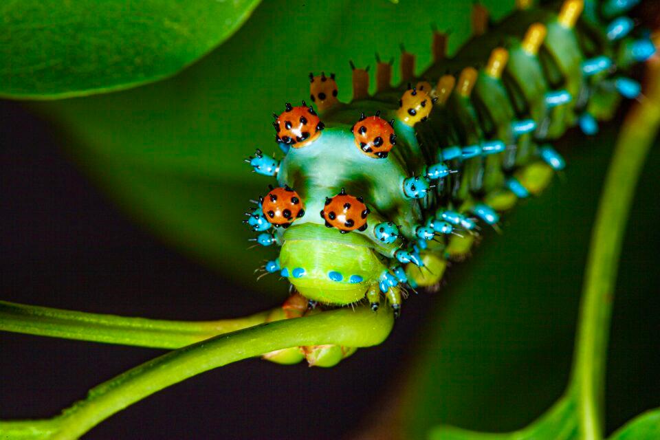 Cecropia Moth Caterpillar