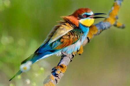European,Bee-eater,(merops,Apiaster),On,The,Branch
