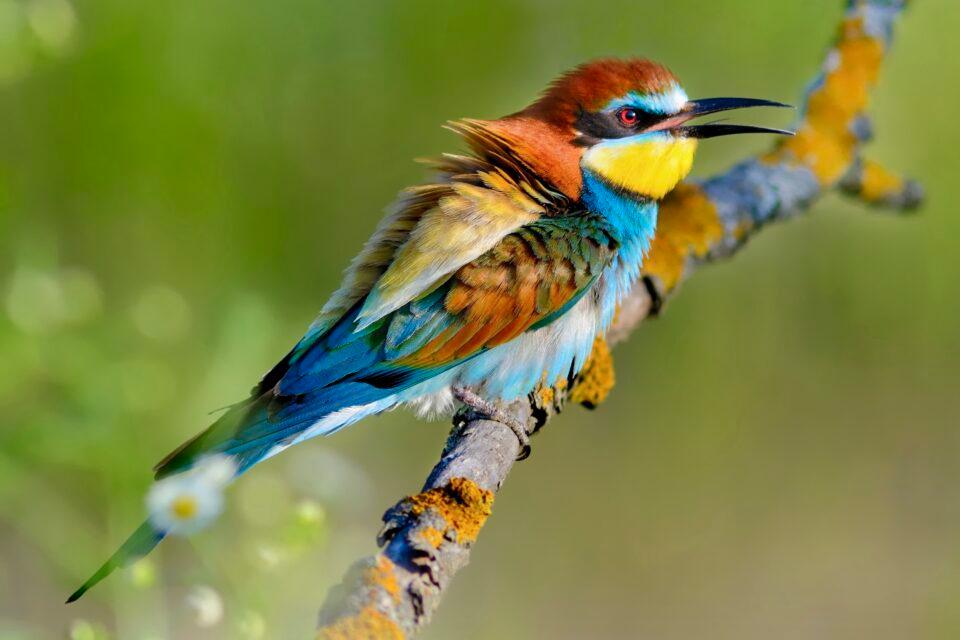 European Bee-eater