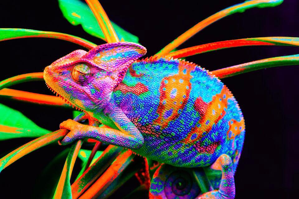 Yemen Chameleon