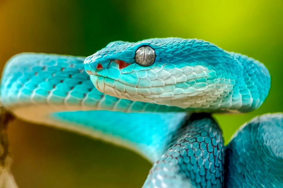 White Lipped Island Pit Viper