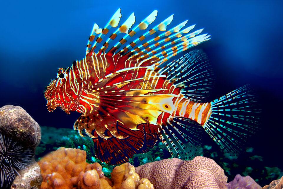 Red Lionfish