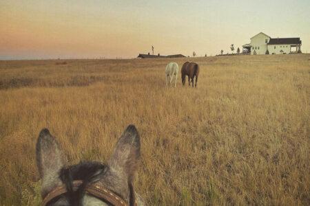 2021/11/horsefarm-768w.jpg
