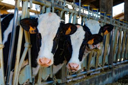 2021/11/cows-g31bb178f0_1920-768w.jpg
