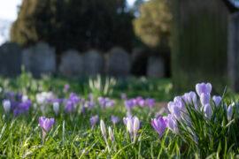 Crocuses,Growing,Amongst,Tombstones,In,The,Graveyard,At,St,Nicholas