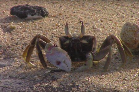 2021/11/Crab-niihau-768w.jpg
