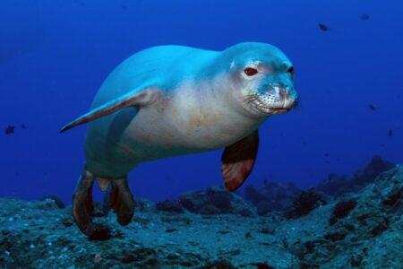 2021/11/Monachus_schauinslandi-768w.jpg