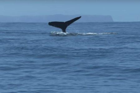 2021/11/Niiahu-whale-768w.jpg