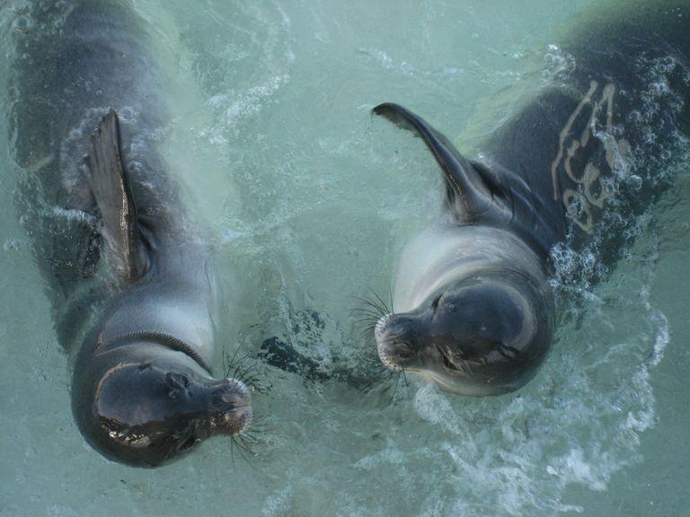 Animals And Inhabitants