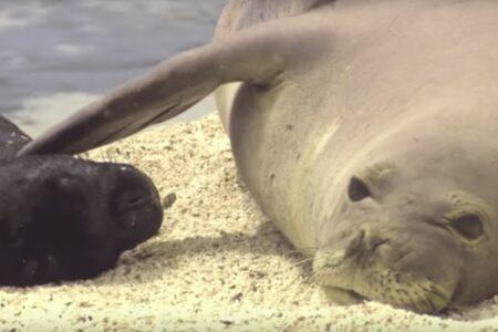 2021/11/Seal-close-up-768w.jpg