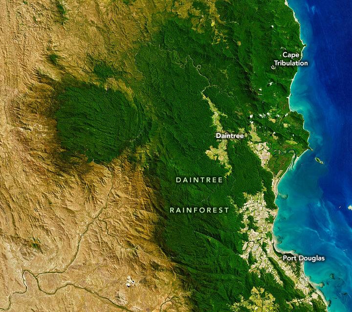 Daintree rainforest in north Queensland