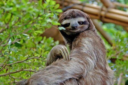 2021/12/1599px-SlothDWA-768w.jpg