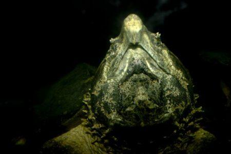2021/12/alligator-snapping-turtle-768w.jpg