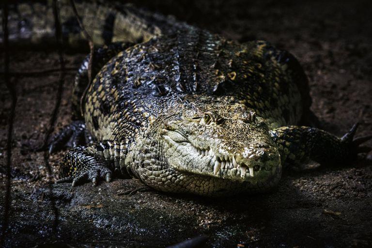 The American Crocodile