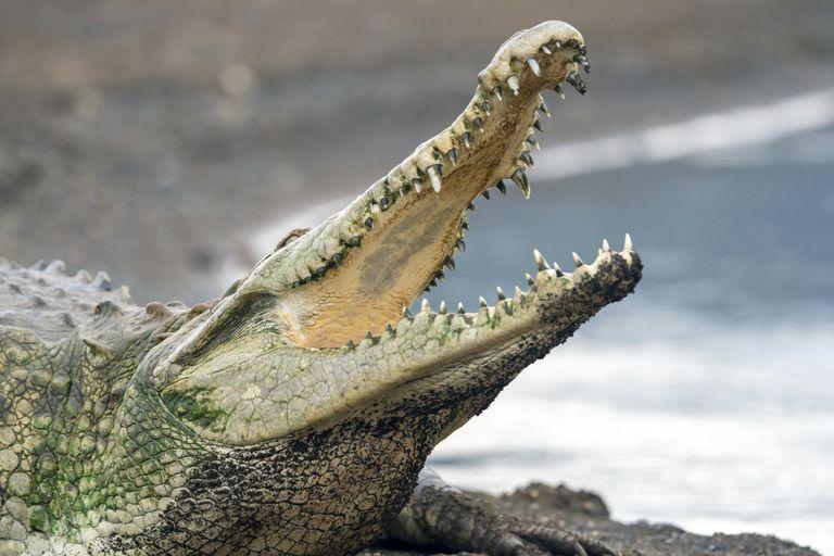 Croc Genes