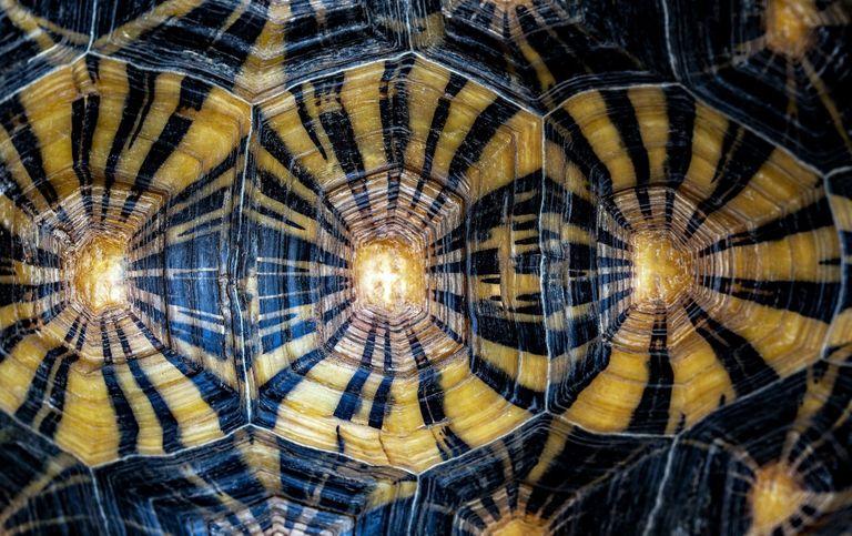 Unique Shells