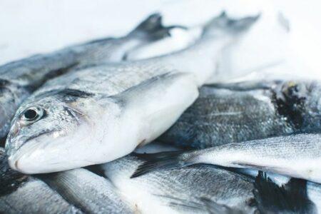 2021/12/Fish_08172020_30708-768w.jpg