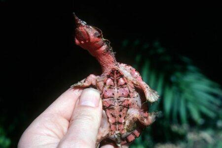 2021/12/juvenile-mata-mata-turtle-768w.jpg