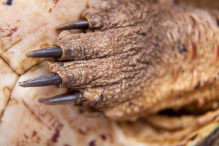 2021/12/mata-mata-turtle-claw-768w.jpg
