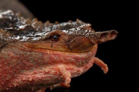 2021/12/mata-mata-turtle-close-up-face-768w.jpg