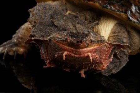 2021/12/mata-mata-turtle-face-768w.jpg