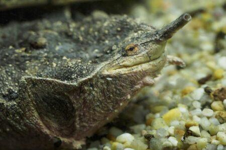 2021/12/mata-mata-turtle-side-on-768w.jpg