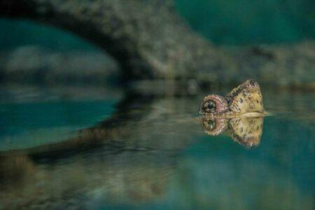 2021/12/mata-mata-turtle-underwater-768w.jpg