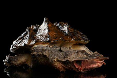 2021/12/side-view-mata-mata-turtle-768w.jpg