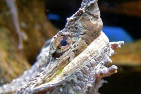 2021/12/side-view-of-mata-mata-turtle-head-768w.jpg
