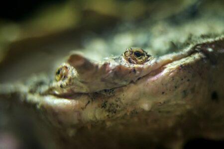 2021/12/smiling-mata-mata-turtle-768w.jpg