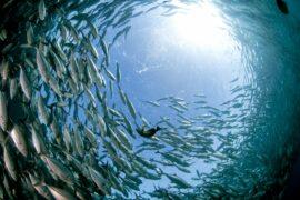 GEOTRACES will help us understand the ocean environment