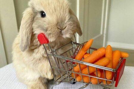 2021/12/carrot-1-768w.jpg