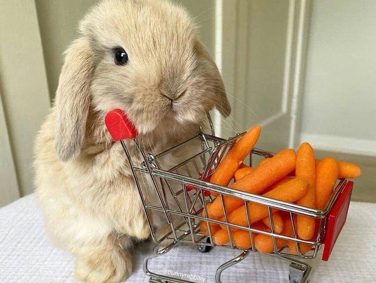 Animals in Need