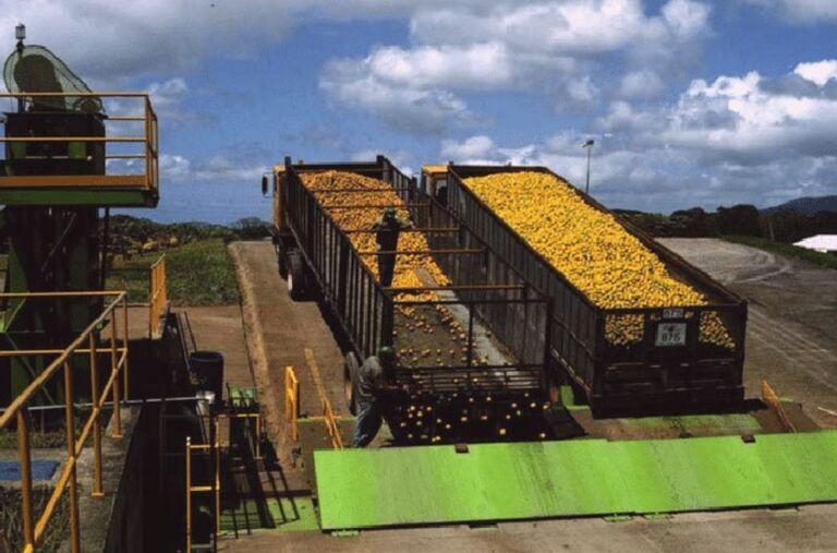 Company Dumps 12k Tons Of Oranges Onto A Forest For Wild Experiment