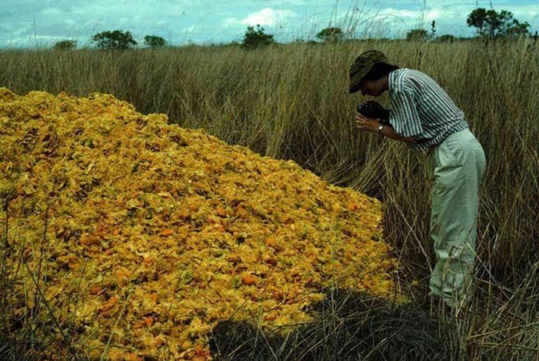 Returning To Orange Fields