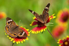 How Buckeye butterflies produce wing color