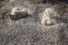 Chicken,Taking,Dust,Bath,In,Garden
