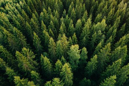 Aerial,Top,View,Of,Summer,Green,Trees,In,Forest,In