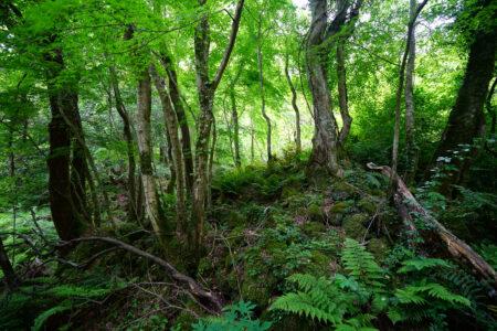 Mossy,Rocks,And,Trees,In,A,Primeval,Forest