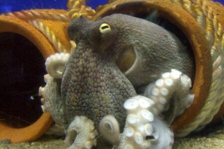 2022/01/Octopus_vulgaris-768w.jpg
